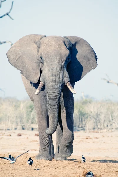 Elefant (loxodonta africana)) — Stockfoto