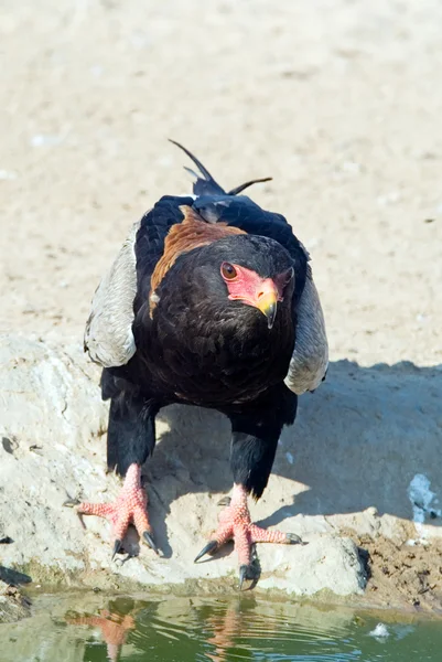 Bateleur eagle — Stockfoto