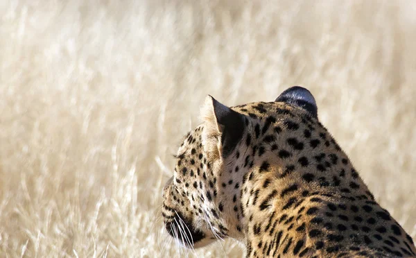 Леопард (Panthera pardus) ) — стоковое фото