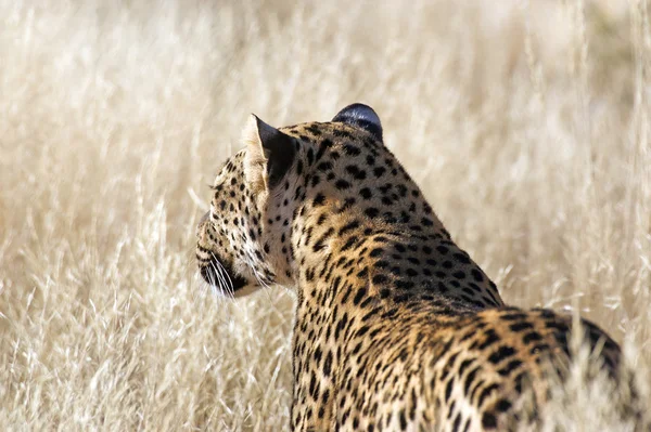 Leopardo (Panthera pardus ) — Fotografia de Stock