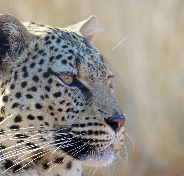 Leopardo (Panthera pardus ) — Foto de Stock