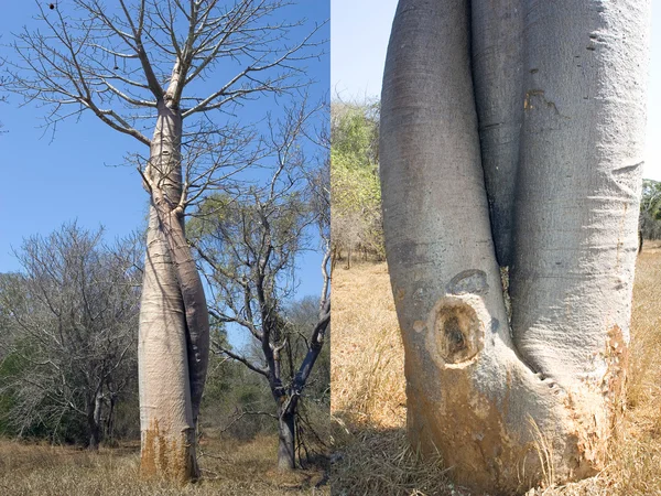 Удивительное двойное дерево баобаба — стоковое фото