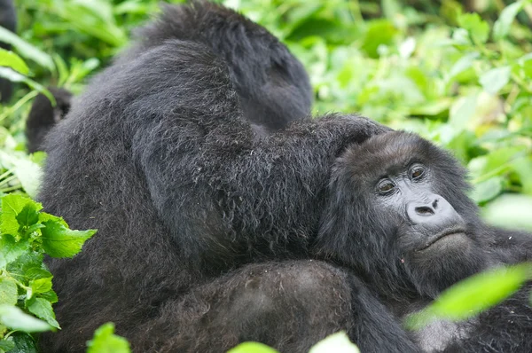 Berg gorilla groep — Stockfoto