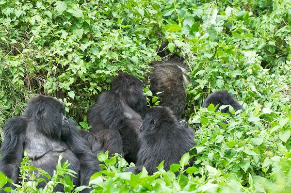 Grupo de gorila de montaña — Foto de Stock