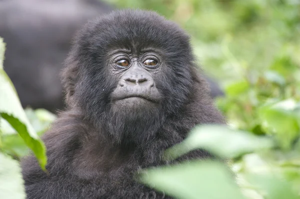 Baby mountain gorilla — Stockfoto
