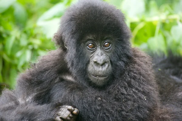 Gorila de montanha bebé — Fotografia de Stock
