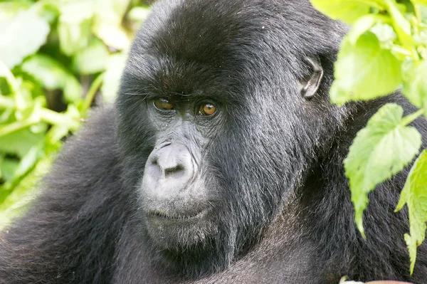 Samice horská gorila — Stock fotografie