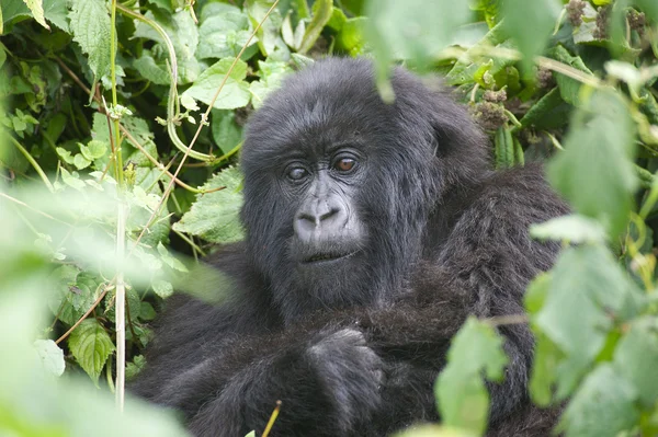 Female mountain gorilla — Stock Photo, Image