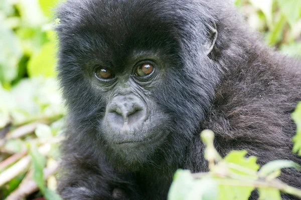 Jovem gorila da montanha — Fotografia de Stock