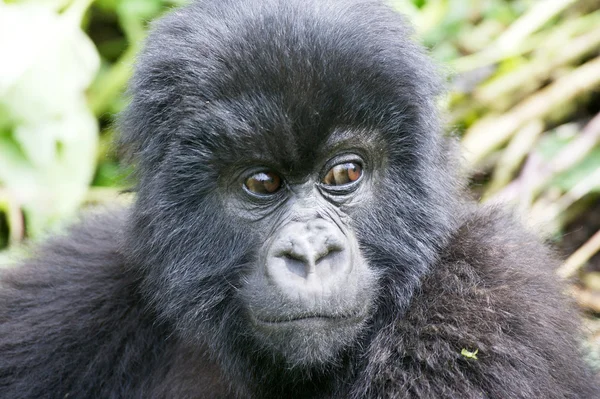 Young mountain gorilla — Stock Photo, Image