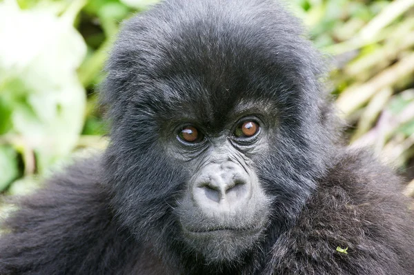 Jovem gorila da montanha — Fotografia de Stock