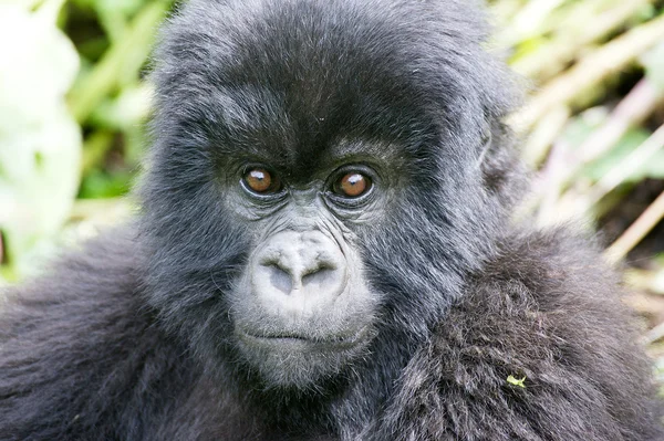 Mladá horská gorila (Gorilla beringei beringei) — Stock fotografie