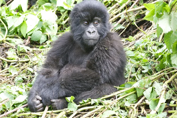 Mladá horská gorila — Stock fotografie