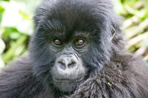 Jovem montanha gorila retrato — Fotografia de Stock
