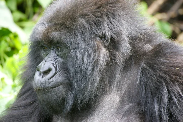 Velho feminino montanha gorila retrato — Fotografia de Stock