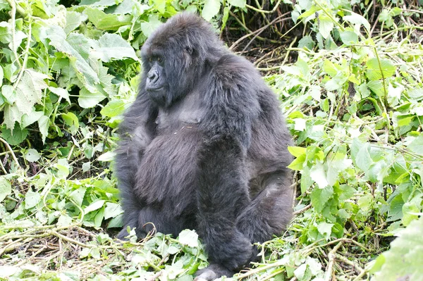 Vieille femelle gorille de montagne — Photo
