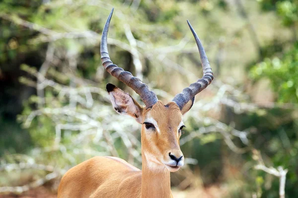 Manliga impala — Stockfoto