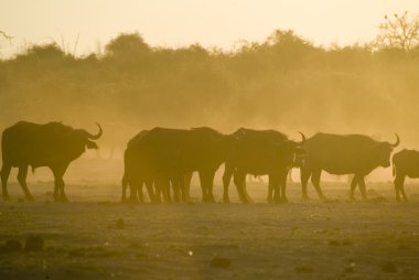 Afrika Bizonu (Syncerus caffer))