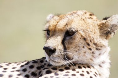 Cheetah clipart