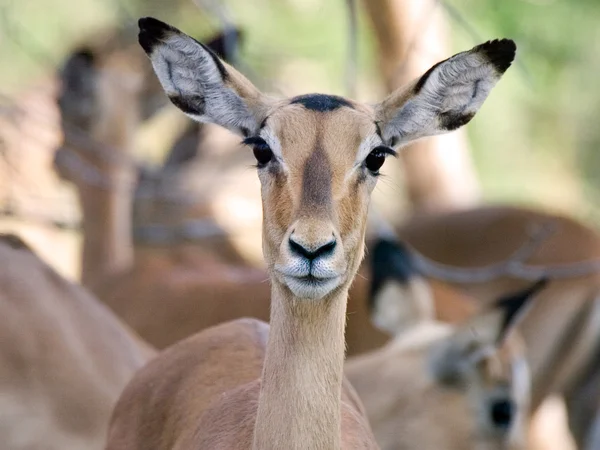 Impala (aepyceros melampus) — Stok fotoğraf