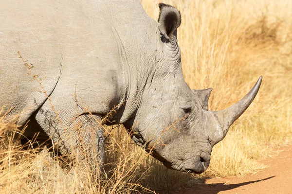 White rhino — Stock Photo, Image