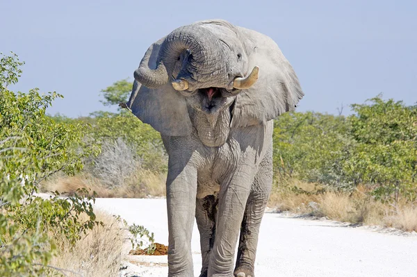 Słoń afrykański — Zdjęcie stockowe