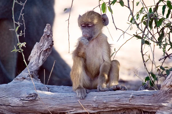 Young baboon (Papio) — Stock Photo, Image