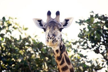 Giraffe clipart