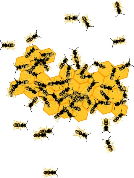 蜂巢蜜蜂和蜂蜜 — 图库照片