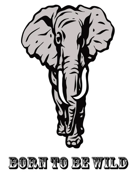 Afrikai elefánt: született vad — Stock Fotó