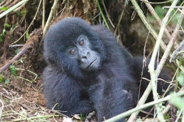 Joven gorila de montaña en bosque profundo —  Fotos de Stock
