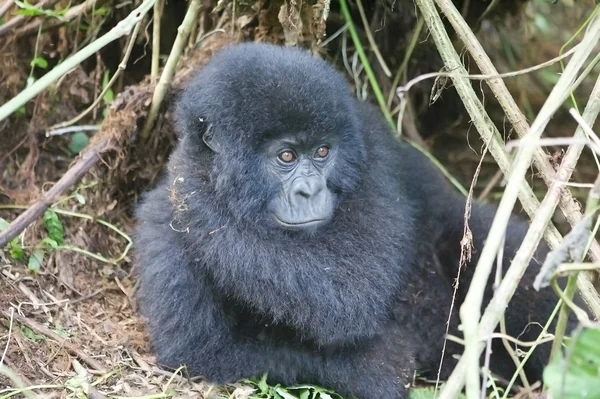Jovem gorila de montanha em floresta profunda — Fotografia de Stock