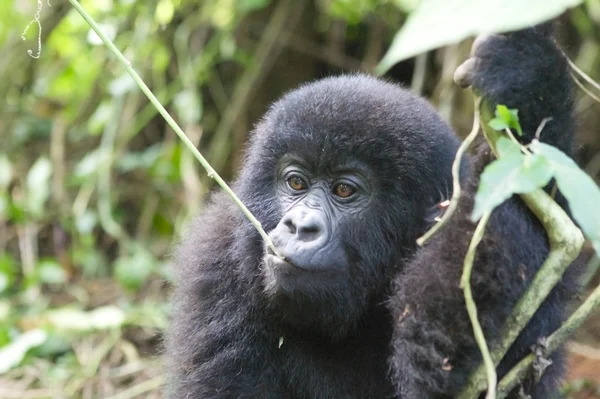 Mladá horská gorila v hlubokých lesích — Stock fotografie