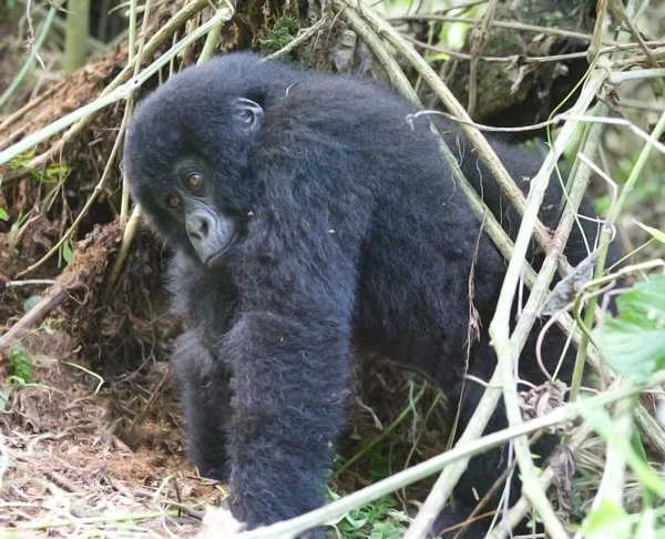 Mladá horská gorila v hlubokých lesích — Stock fotografie