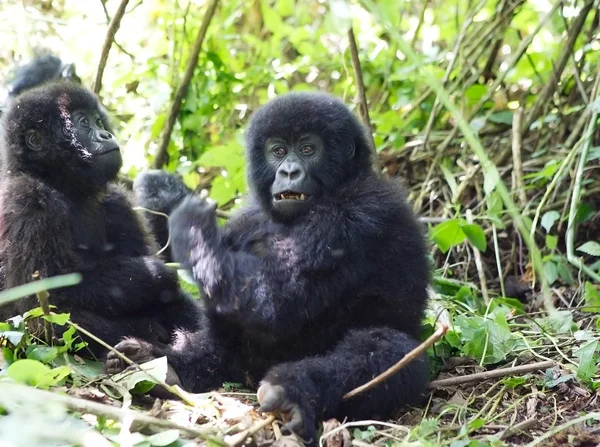 Unga mountain gorilla i djupa skogen — Stockfoto