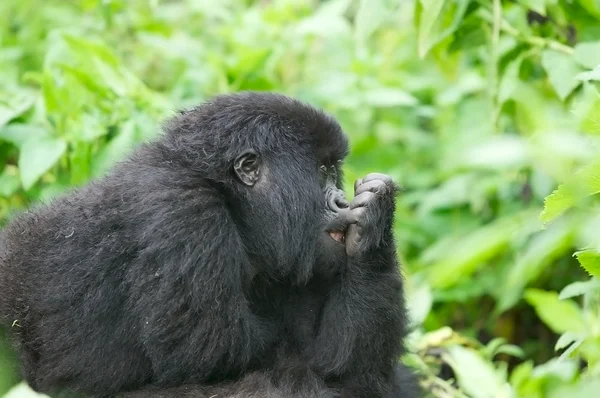 Joven gorila de montaña en el árbol del Volcanes National —  Fotos de Stock