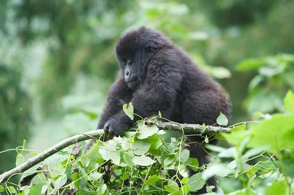Молодая горная горилла на дереве у вулканов — стоковое фото