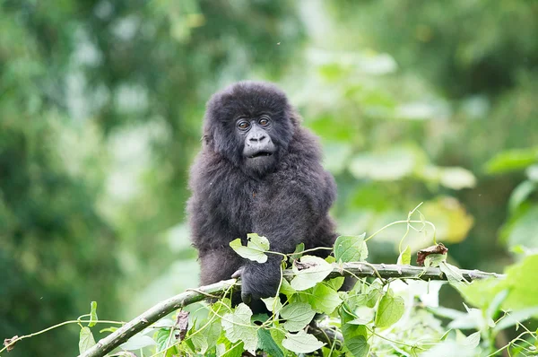 Young mountain gorilla on the tree at the Volcanoes National — Stock Photo, Image