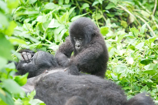 Young mountain gorilla with the mother at the Volcanoes National — Stock Photo, Image