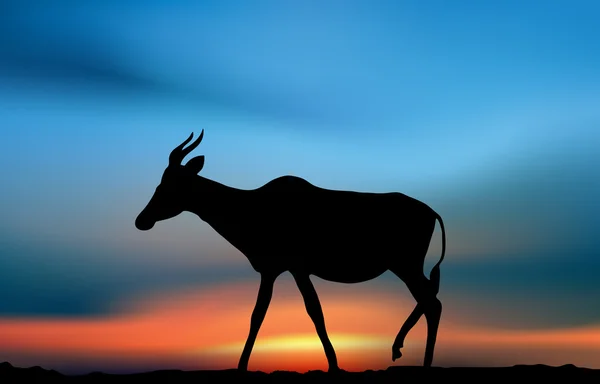 Antílope está caminando en la sabana en la puesta del sol — Stockfoto