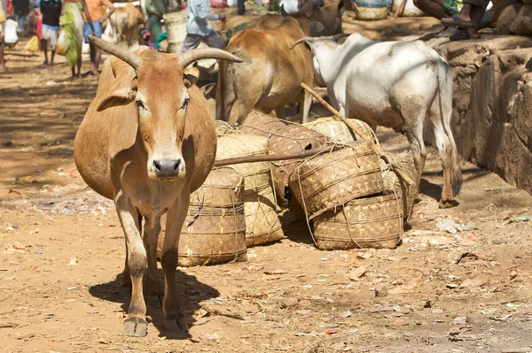印度的牛 — 图库照片