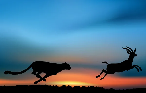 Cheetah is hunting an antelope — Stock Photo, Image
