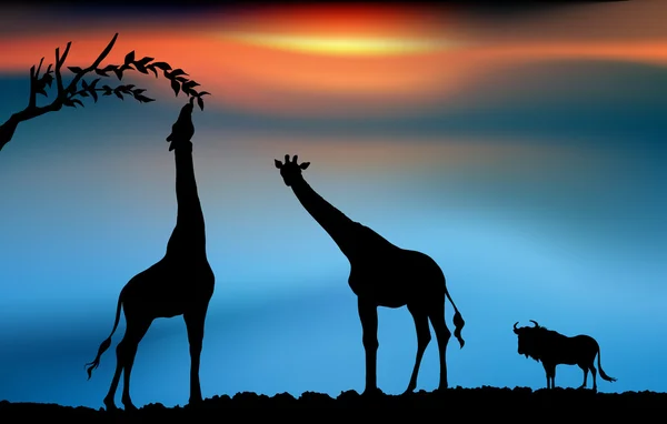 Dziką Afrykańską przyrodą zachód słońca — Zdjęcie stockowe