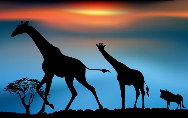 Afrikanska djurlivet sunrise — Stockfoto