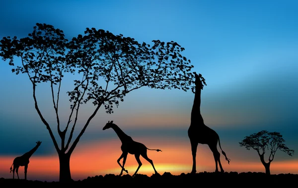 Afrika yaban hayatı günbatımı — Stok fotoğraf