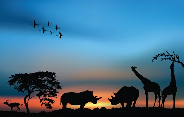 Afrikanischer Sonnenaufgang mit Nashörnern, Giraffen und Antilopen — Stockfoto