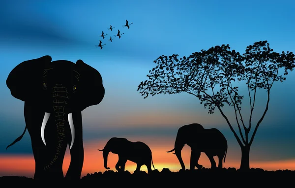 Αφρικανικό ηλιοβασίλεμα με ελέφαντες — Φωτογραφία Αρχείου