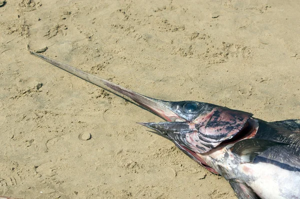 Рыба-меч — стоковое фото