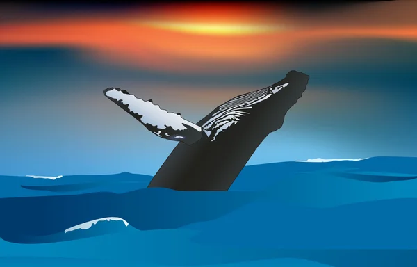 A baleia salta. — Fotografia de Stock