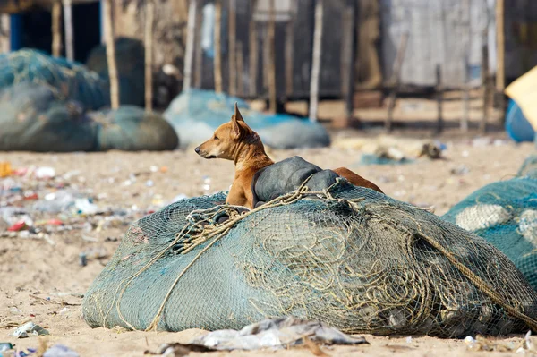 Pies w wiosce indian rybak — Zdjęcie stockowe
